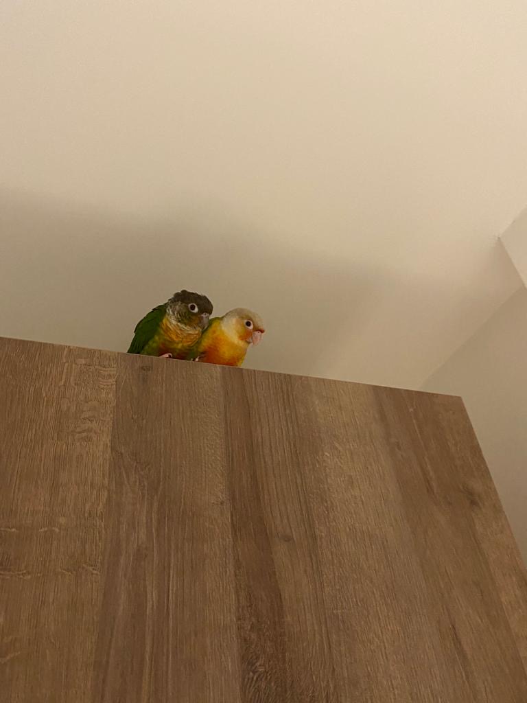 A Riverside Conure, a customer's conure